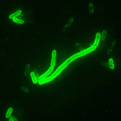 Yersinia Pestis (Fluorescent) 