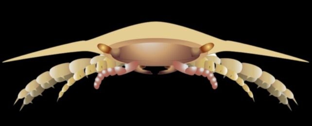 We Finally Know What The Head of This Giant 9-Foot Bug Looked Like