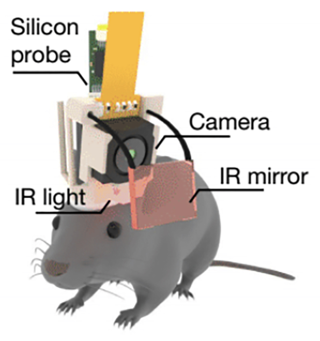 Mouse experiment